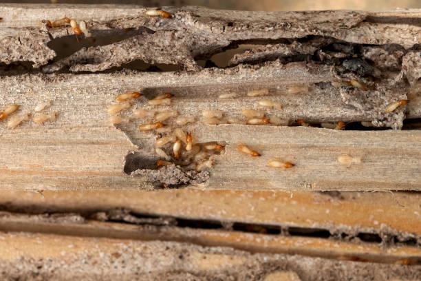 Best Flea Control Services  in East Richmond Heights, CA
