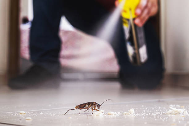 Best Rodent Control Near Me  in East Richmond Heights, CA