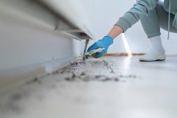 Wasp Removal Services in East Richmond Heights, CA